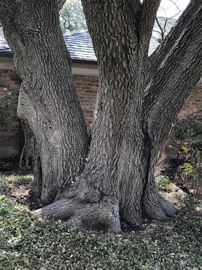 Mature heritage tree close to a Elizabethtown property cared for by certified arborists